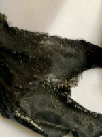 Μαύρη μάσκα κατά των μαύρων στιγμάτων – Black Mask (20 gr.) » Murzl Μαύρη μάσκα κατά των μαύρων στιγμάτων – Black Mask (20 gr.) photo review