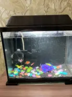Φωτεινές πέτρες Rainbow Stones (100 τμχ. σε συσκευασία) » Murzl Φωτεινές πέτρες Rainbow Stones (100 τμχ. σε συσκευασία) photo review