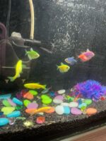Φωτεινές πέτρες Rainbow Stones (100 τμχ. σε συσκευασία) » Murzl Φωτεινές πέτρες Rainbow Stones (100 τμχ. σε συσκευασία) photo review