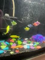 Φωτεινές πέτρες Rainbow Stones (100 τμχ. σε συσκευασία) » Murzl Φωτεινές πέτρες Rainbow Stones (100 τμχ. σε συσκευασία) photo review