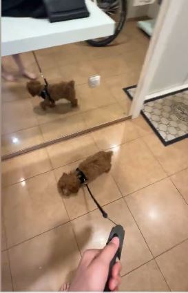 Click to view full screen Retractable leash for dogs 5m - Dog leash photo review