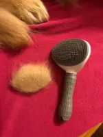 Brush for cats and dogs - PetBrush photo review
