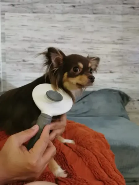 Click to view full screen Brush for cats and dogs - PetBrush photo review