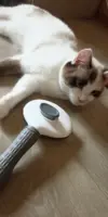 Brush for cats and dogs - PetBrush photo review