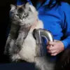 Ηλεκτρική σκούπα για τρίχες ζώων – Pet vacuum cleaner » Murzl Ηλεκτρική σκούπα για τρίχες ζώων – Pet vacuum cleaner - Image 3
