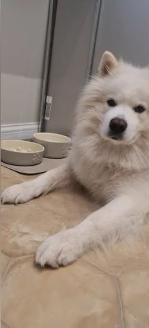 Μπολ για αργό τάισμα κατοικίδιων – PetFeeder photo review