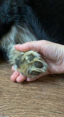 Dog paw cleaning device, paw cleaning cup – DogPaw photo review